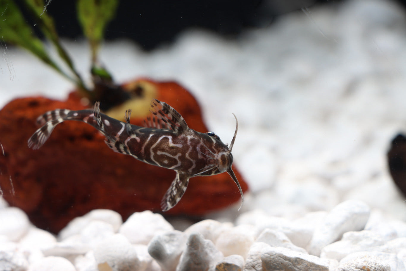 Synodontis Angelicus x Eupterus Catfish