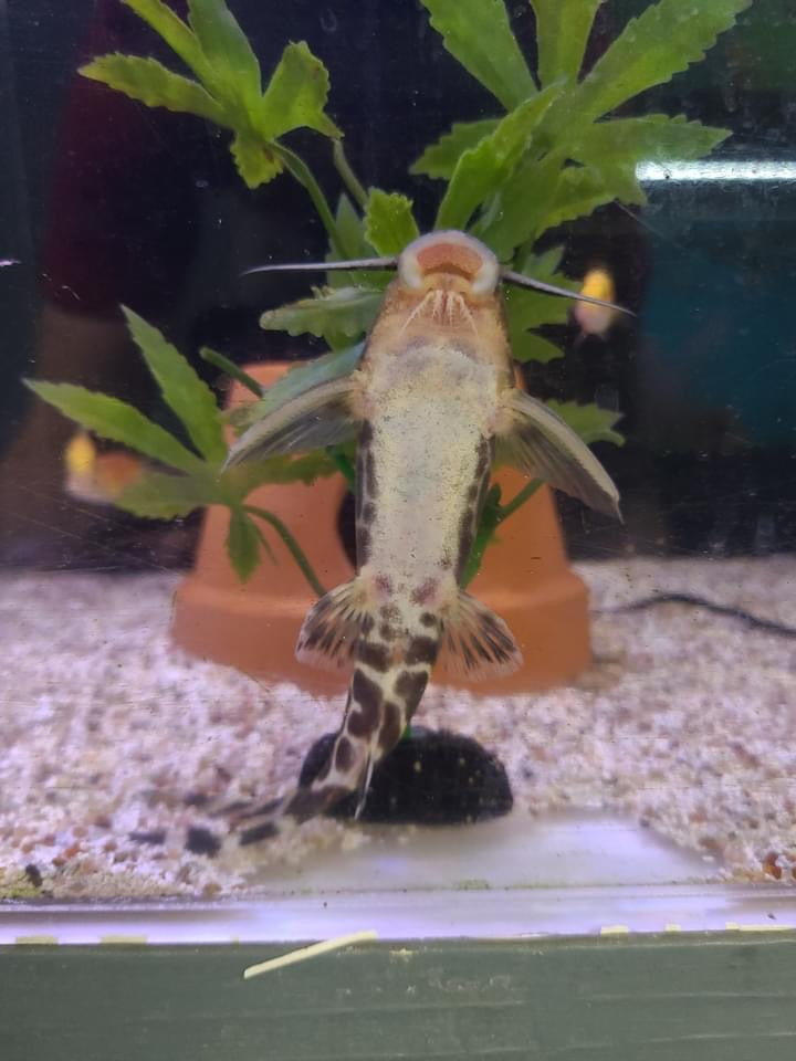 Synodontis brichardi Catfish