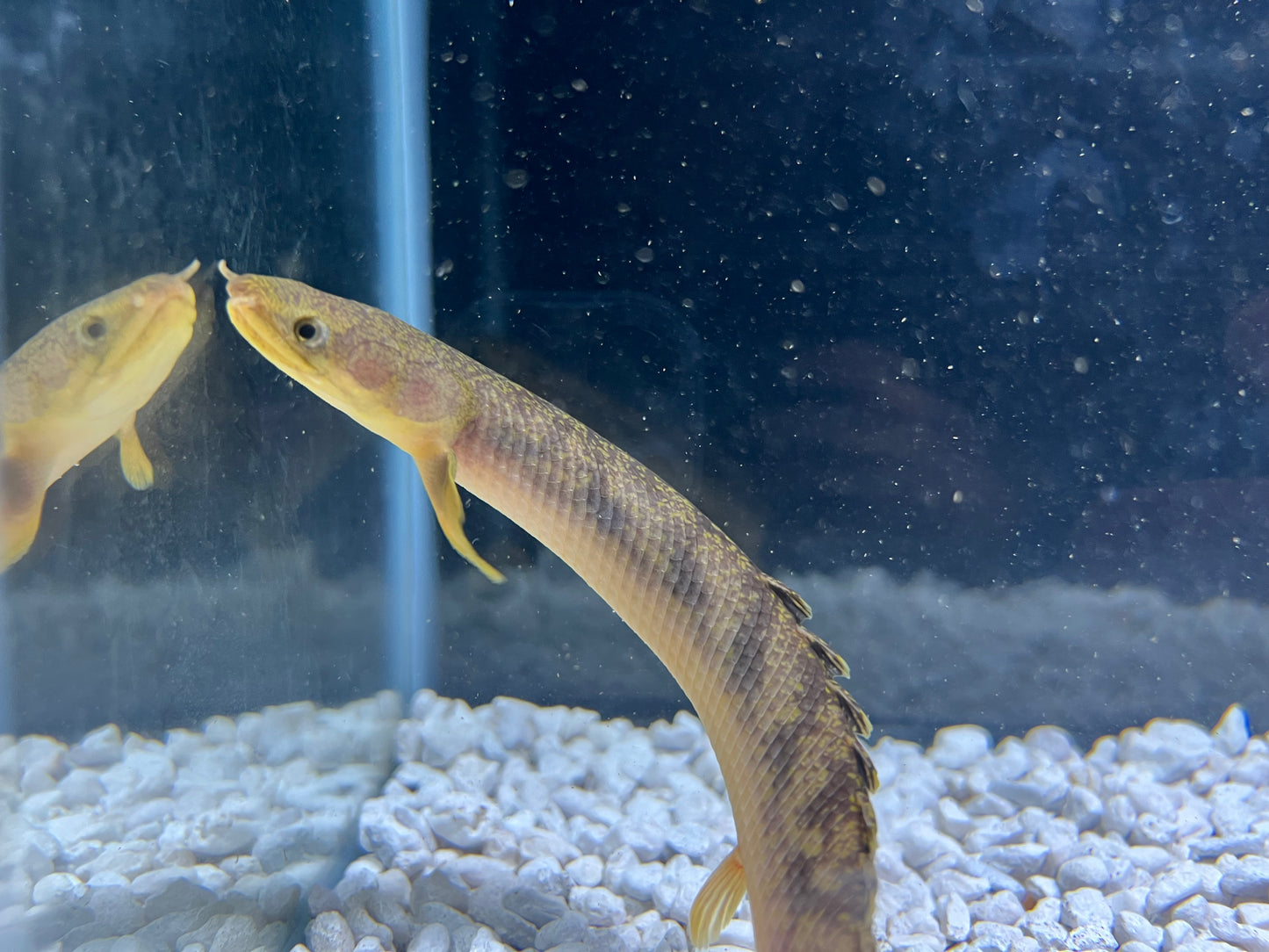 Marble Bichir