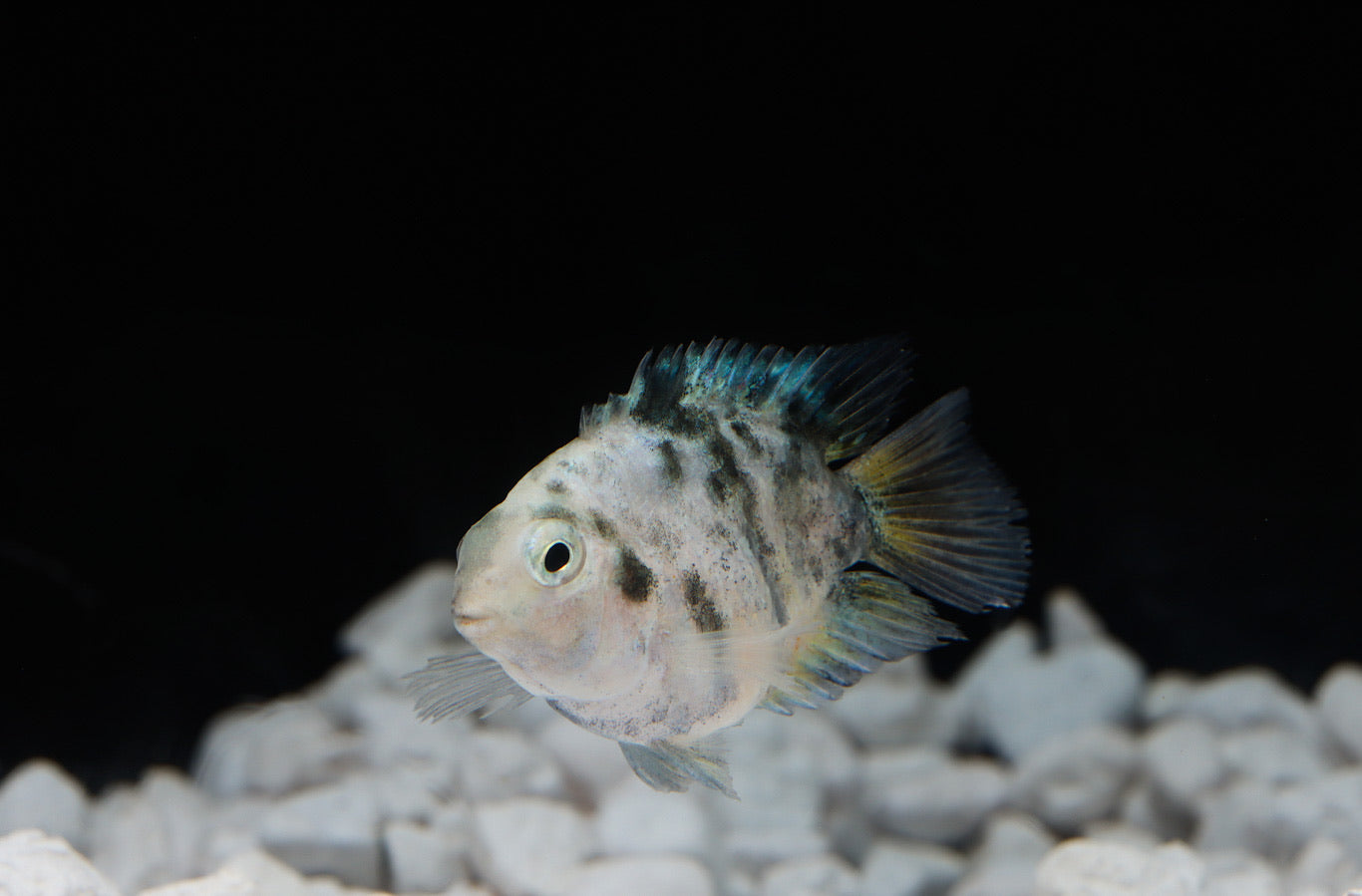 Marbled Kune Parrot Convict Cichlid
