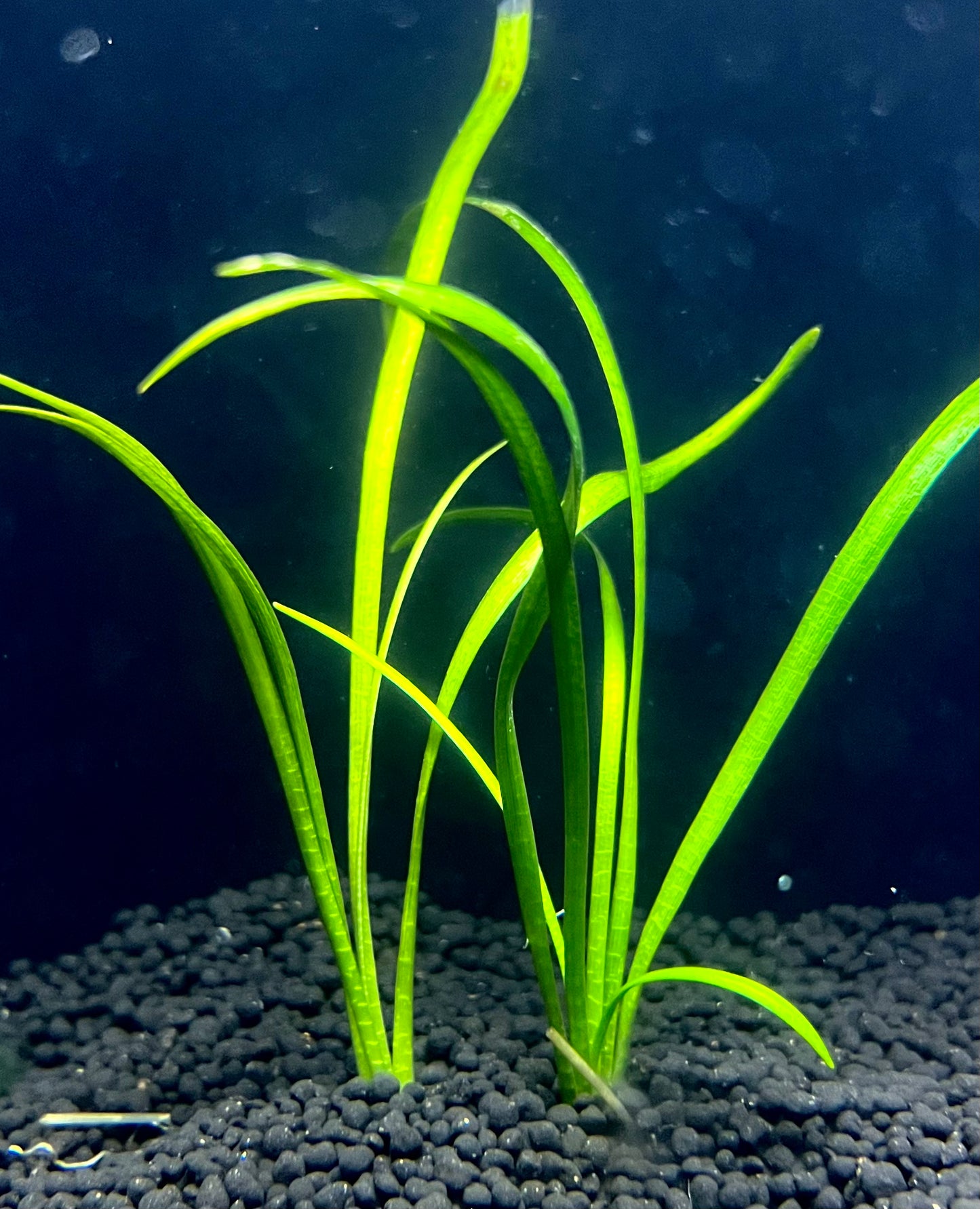 Dwarf Subulata