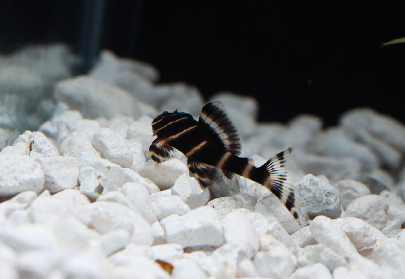 Pin Stripe/Flash Plecostomus - L 204