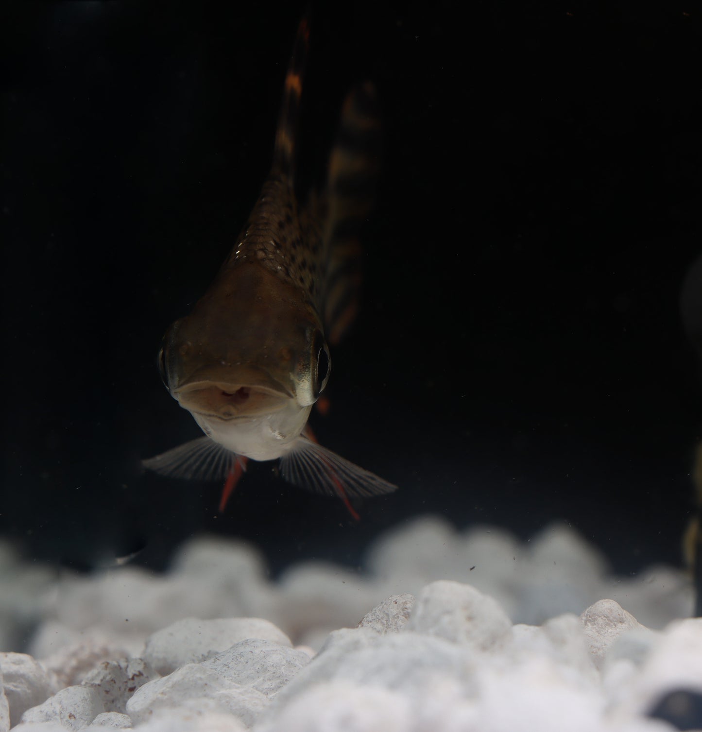 Flagtail (Red Fin Prochilodus)