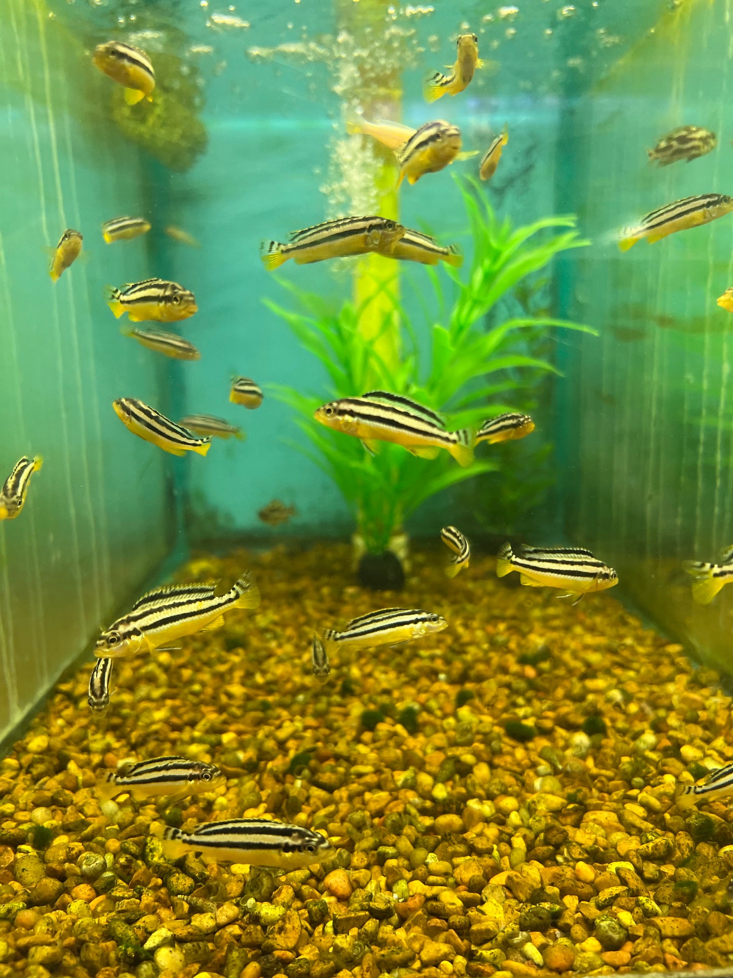 Assorted Baby African cichlids