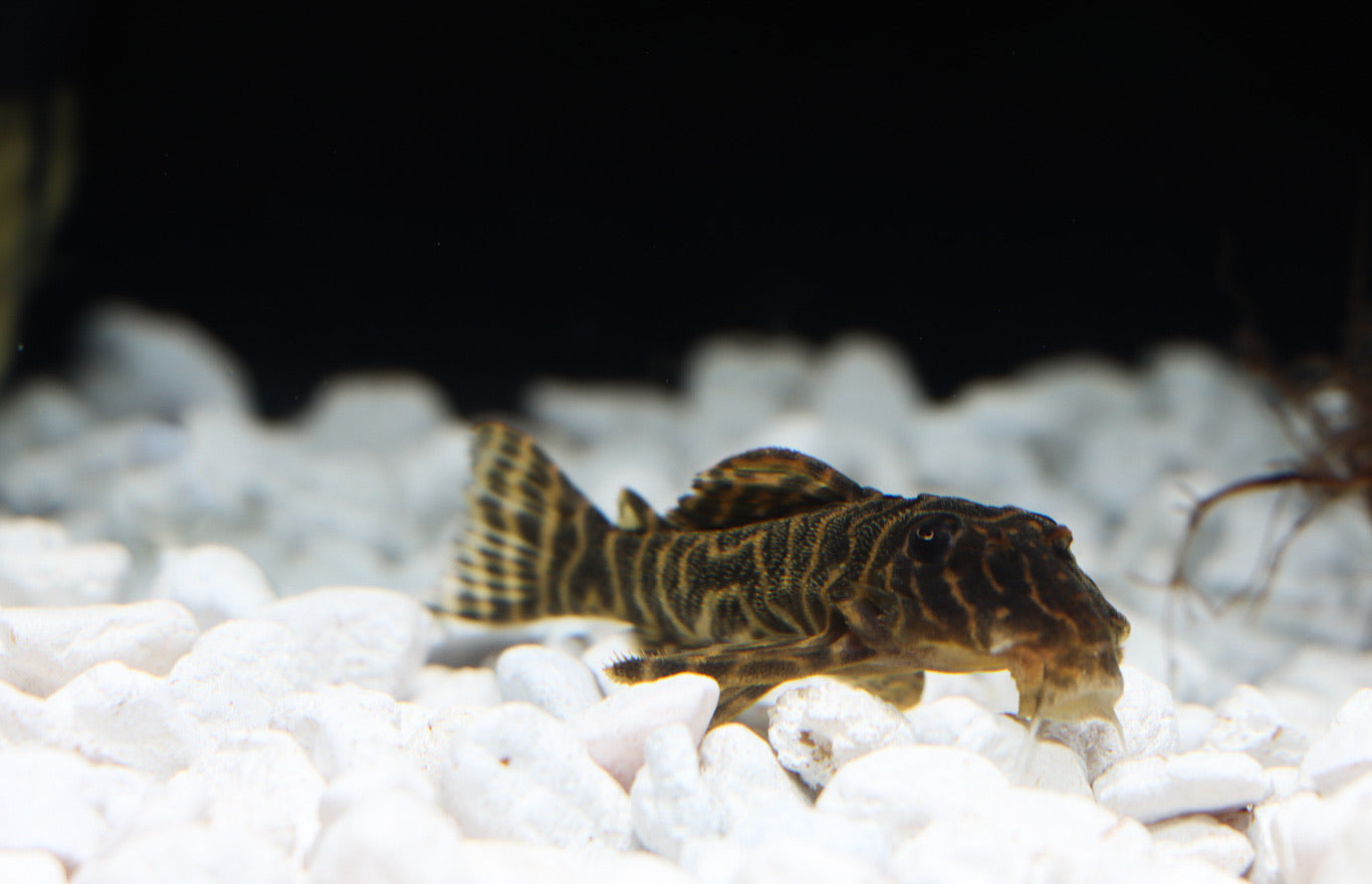 Mega Clown Plecostomus L-340