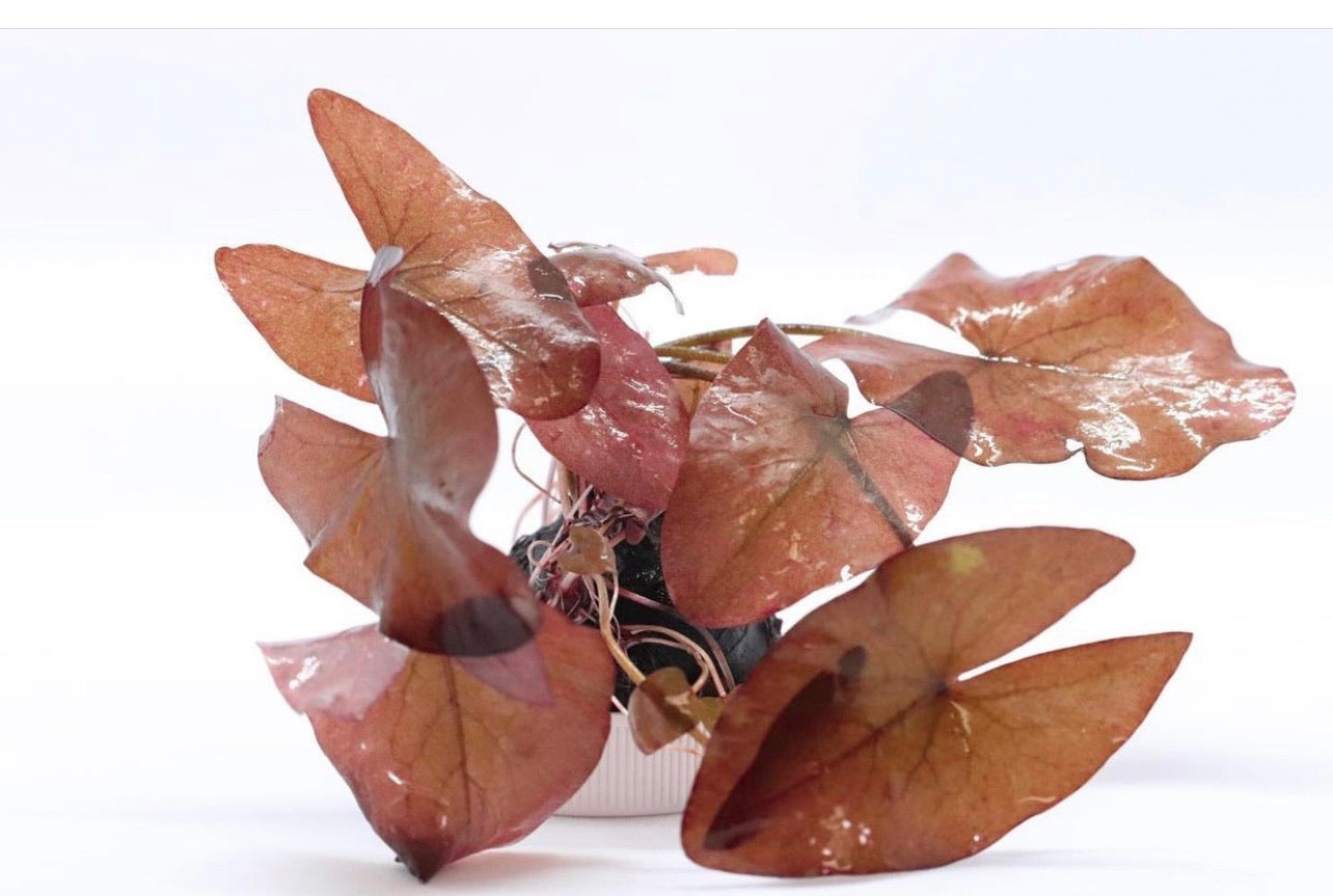 Dwarf Lily Aquatic Plant