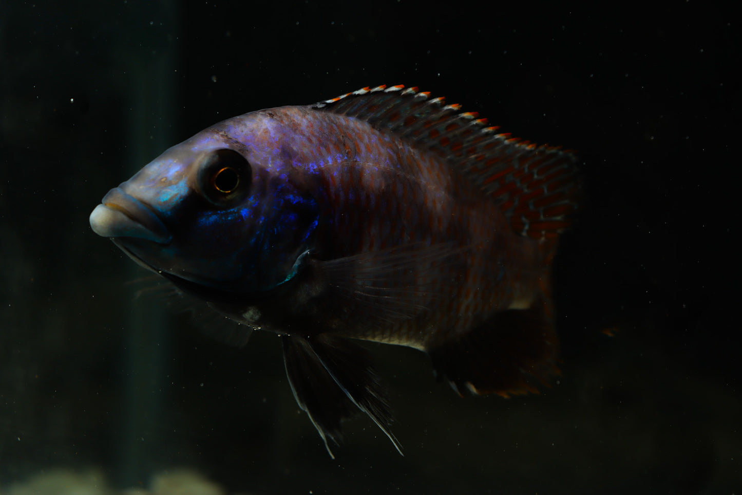 VC 10 Placidochromis Milomo Cichlid Male Large