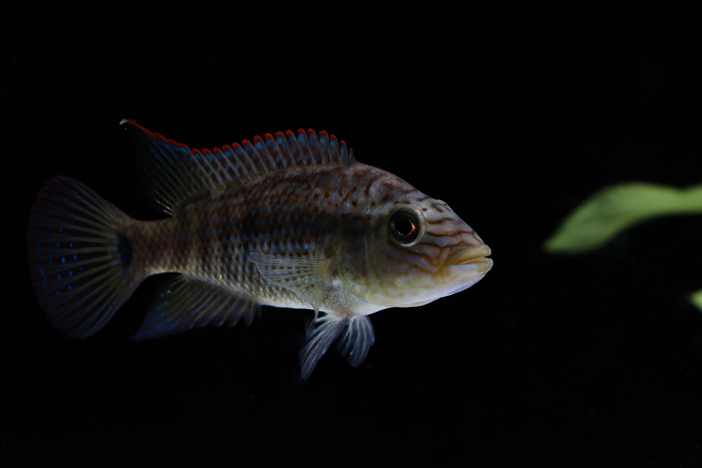 Cichlasoma Gramodes Cichlid