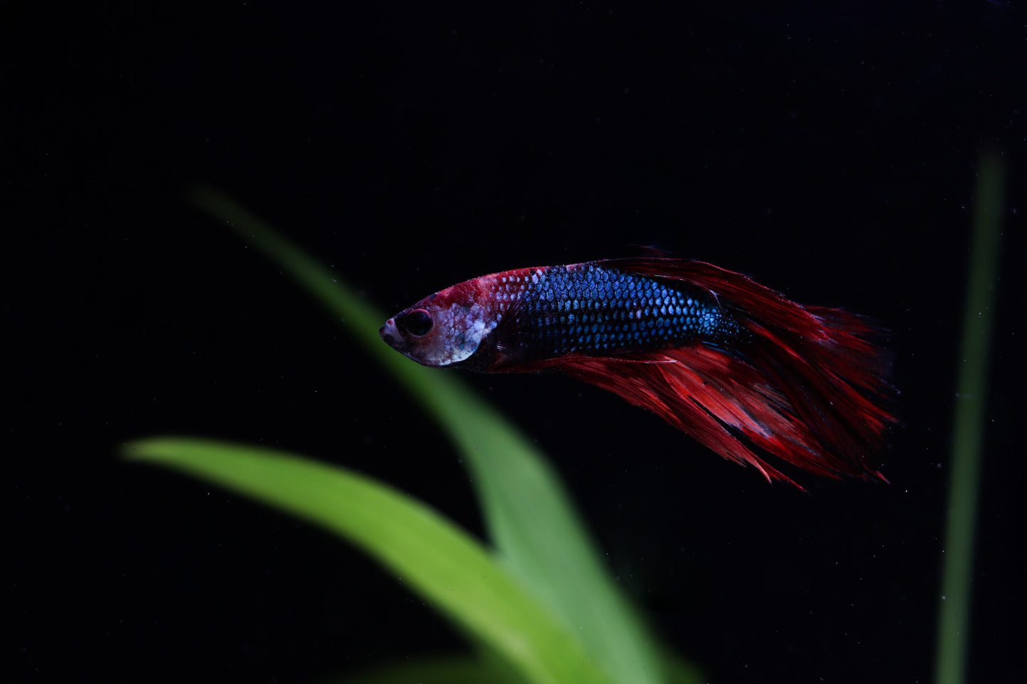 Betta fish