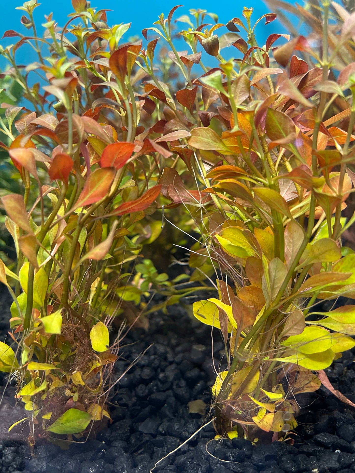 Ludwigia repens