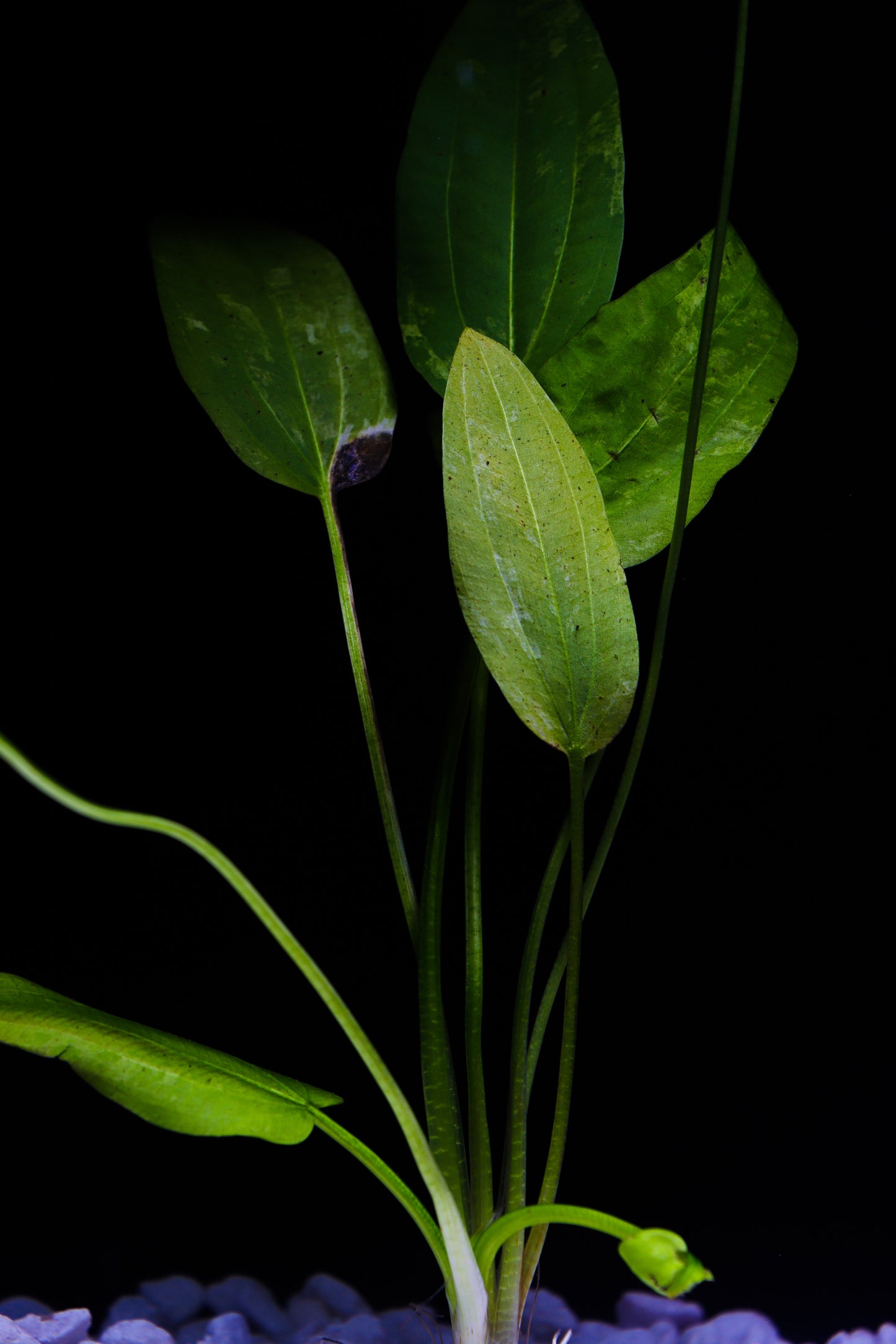 Marble Queen Echinodorus