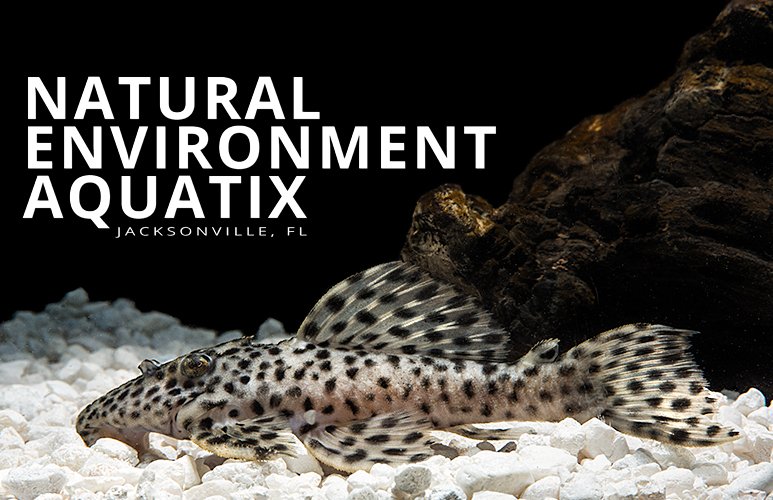 Golden Vampire L-172 Plecostomus