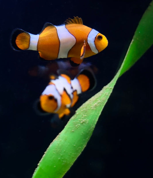 Top 5 Easiest Saltwater Fish to Keep for Your Aquarium