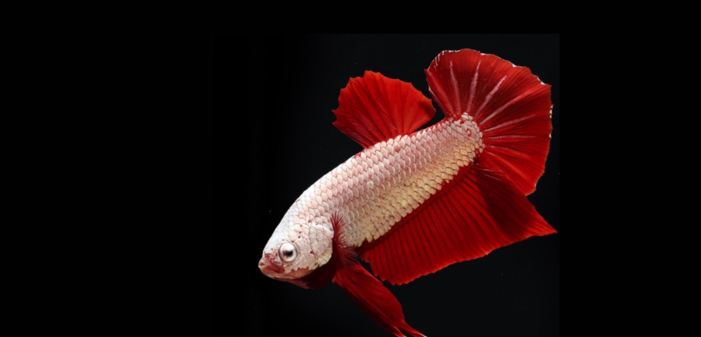 Easy Freshwater Fish | Fish for Beginners | Natural Environment Aquati ...