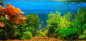 7 Benefits of Live Aquatic Plants for Your Aquarium