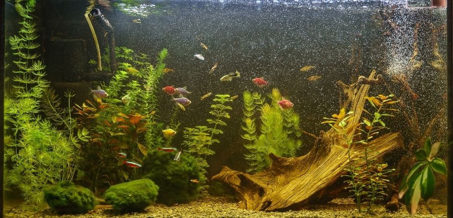 What To Consider When Choosing a Freshwater Aquarium Filter