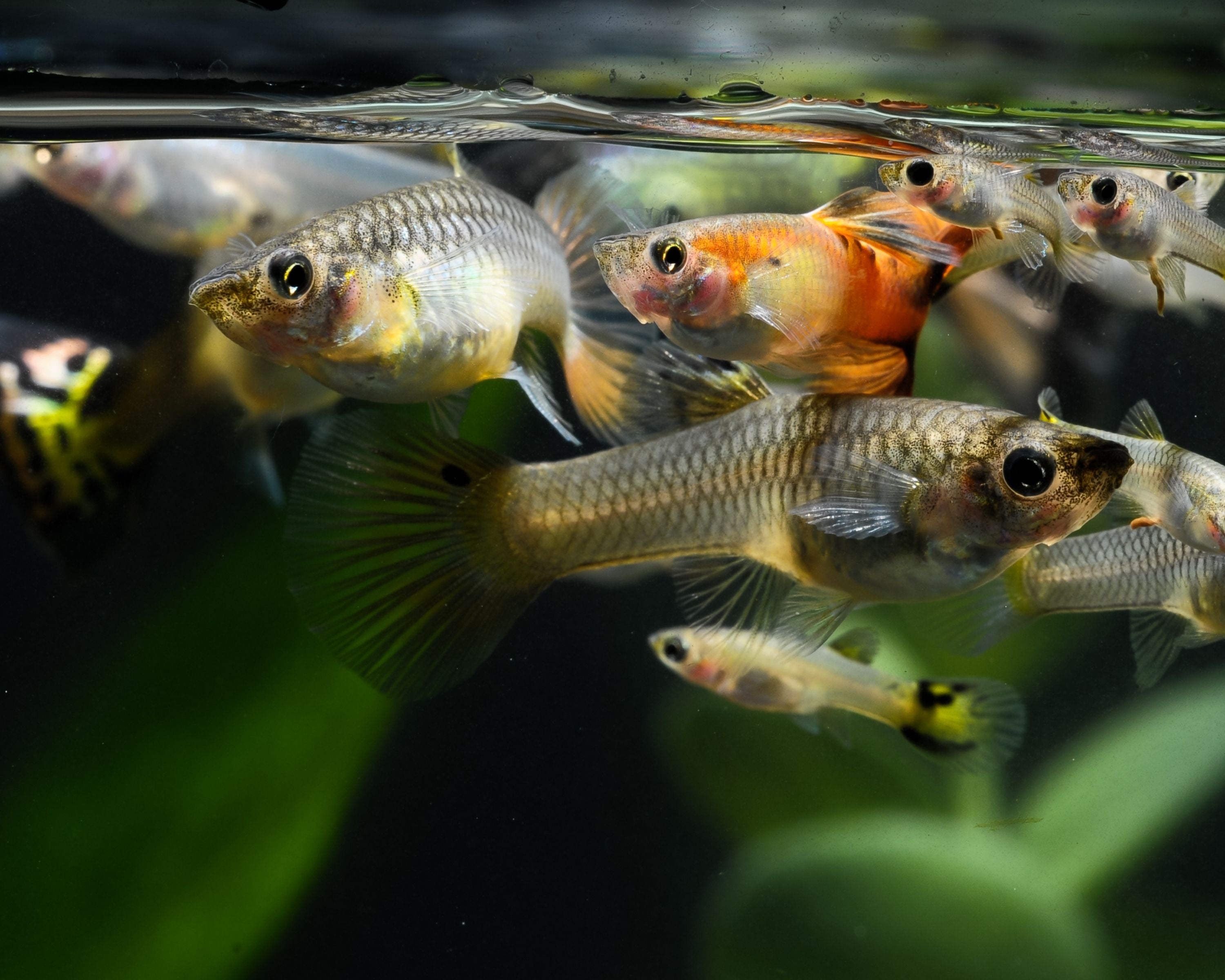 Keeping freshwater fish best sale