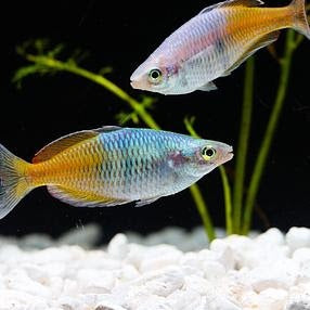 Freshwater Fish Keeping: Tips and Tricks for a Successful Hobby