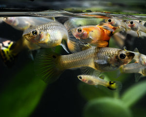 What is the easiest freshwater fish to keep alive?