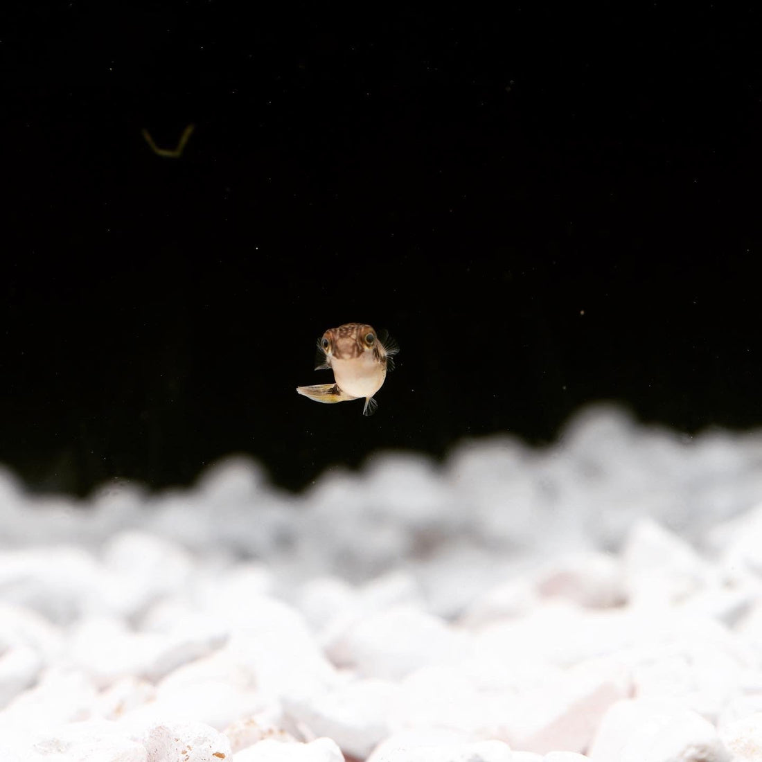 Pea Puffer Fish: A Small Fish with a Big Personality
