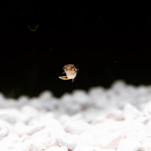 Pea Puffer Fish: A Small Fish with a Big Personality