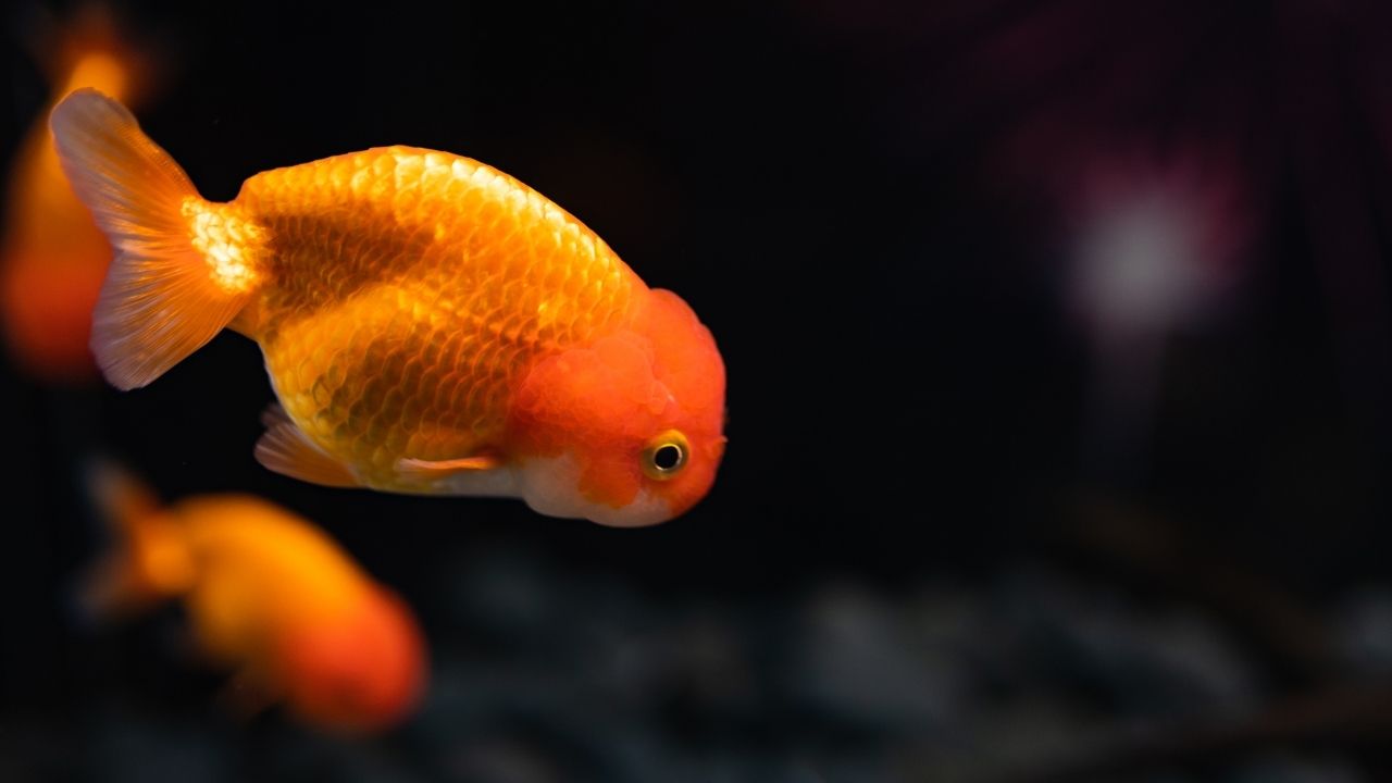 What is the most low maintenance fish?