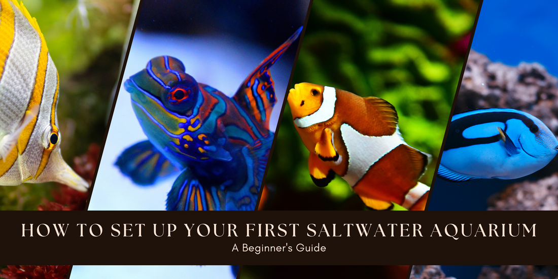 Stunning Saltwater Aquarium Setup For Beginners Kit image