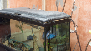 Can I put my fish tank outside?