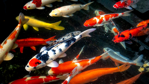 What Freshwater Fish Has The Longest Lifespan?
