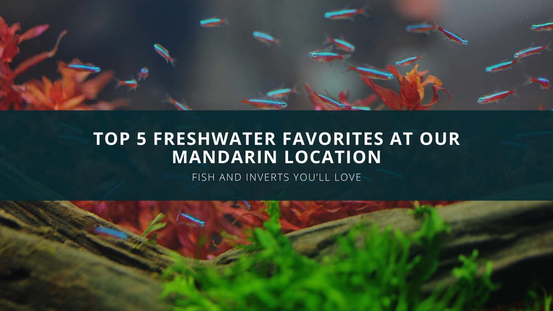 Freshwater Fish In Jacksonville, FL 