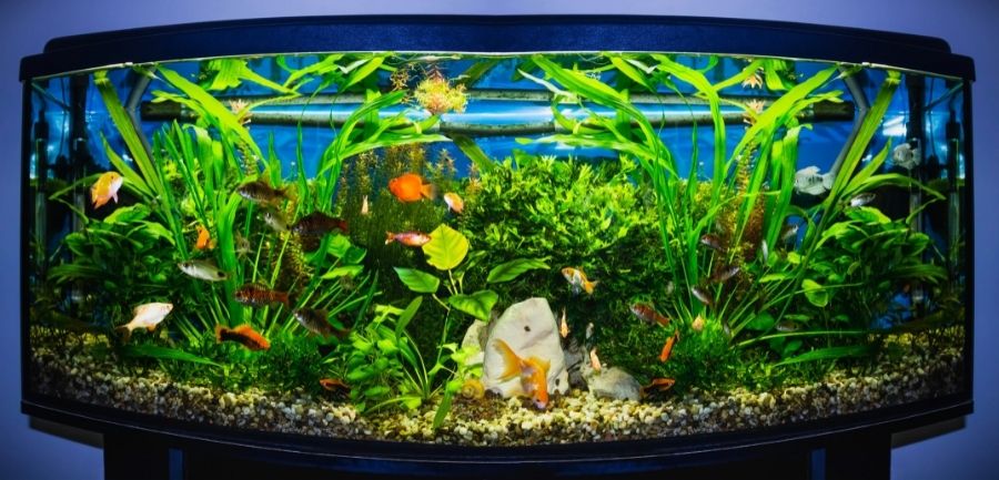 Tips for Selecting the Right Tank for a Freshwater Aquarium