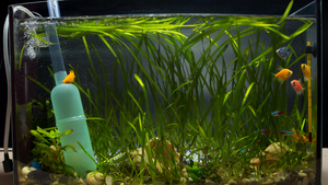 Cleaning Your Freshwater Aquarium