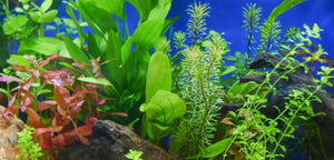 Caring for Your Live Aquarium Plants: What You Need To Know