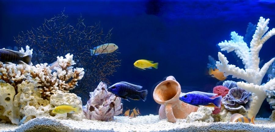 The Complete Guide to Freshwater Fish Aquarium Food