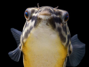 Fish Spotlight: MBU Puffer