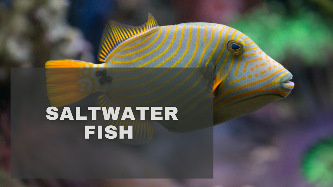 Salt Water Fish Inbox Why Local Matters: Get Healthy, Thriving Saltwater Fish in Jacksonvill ...