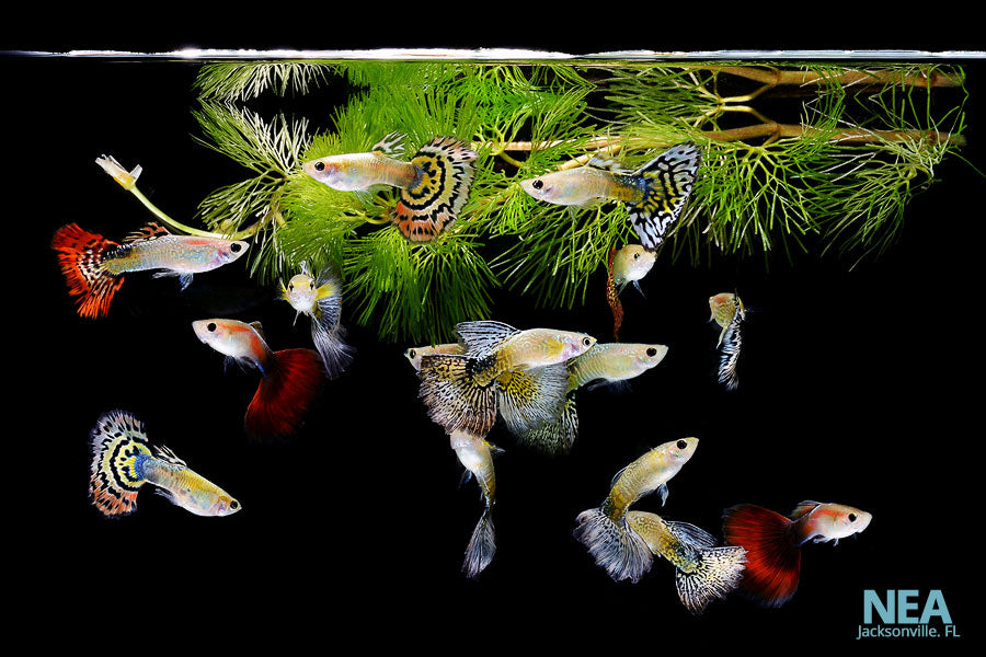 Top 5 Easiest Fish to Keep for Your Aquarium