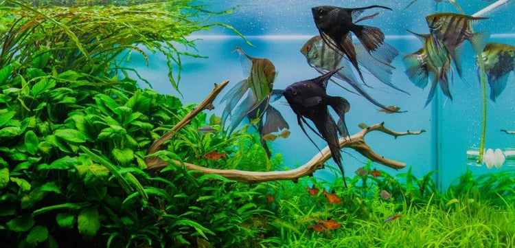 Top 5 Freshwater Fish for Your Home Aquarium – Natural Environment Aquatix