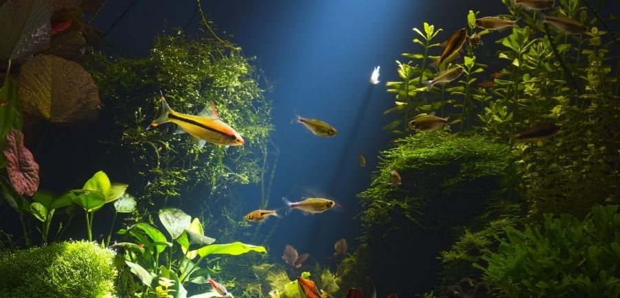 Top 5 Mistakes To Avoid When Starting a Freshwater Aquarium