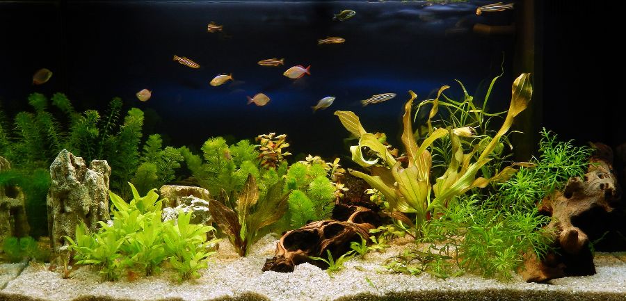 Beginner's Guide to Setting Up a Freshwater Tank