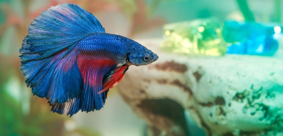 5 Simple Tips on Properly Caring for Your Betta Fish