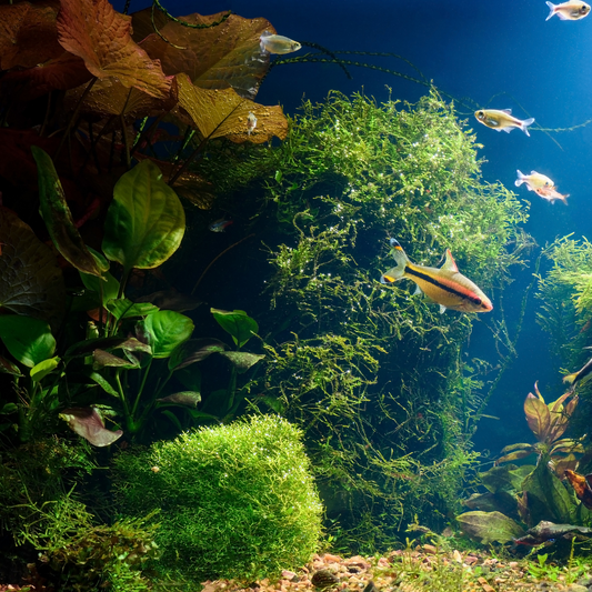 Transform Your Aquarium with Natural Beauty