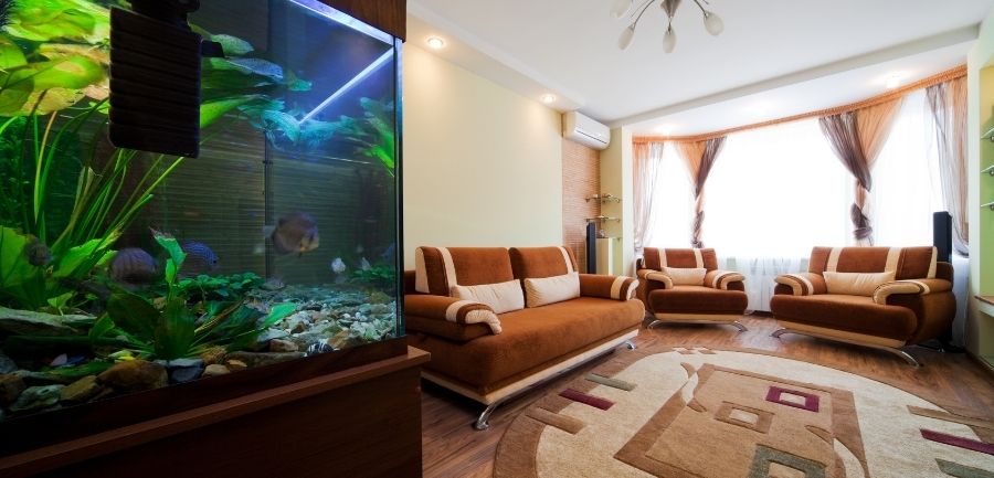5 Benefits of Having a Freshwater Aquarium in Your Home
