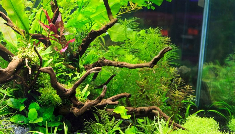 Bucephalandra Artemis – Natural Environment Aquatix