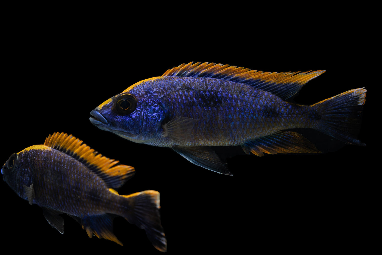 Freshwater Fish For Sale Online 