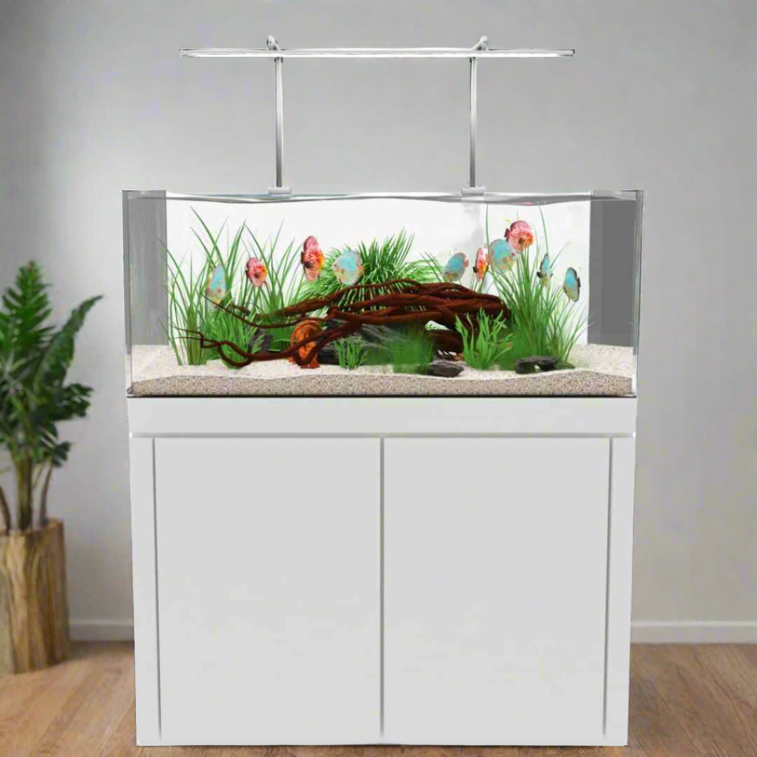 elephant ear plant in aquarium Koi Elephant Ear Male Betta – Natural Environment Aquatix