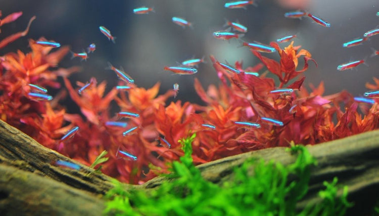 Freshwater Aquarium Fish for Sale | Freshwater Fish Online