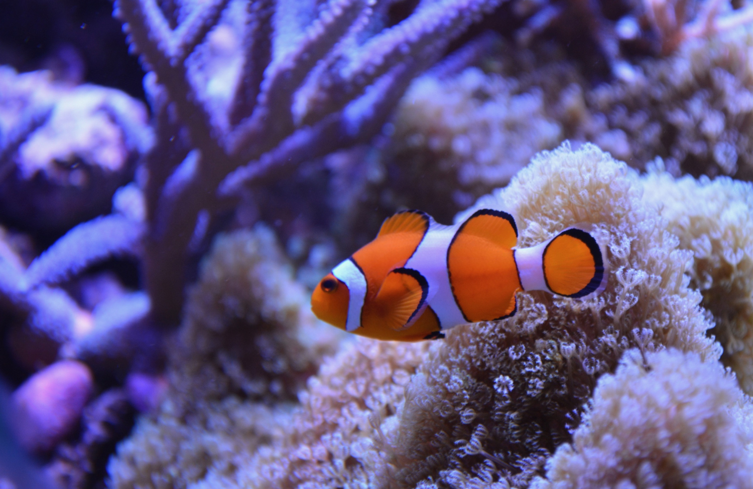 Saltwater Aquarium Fish