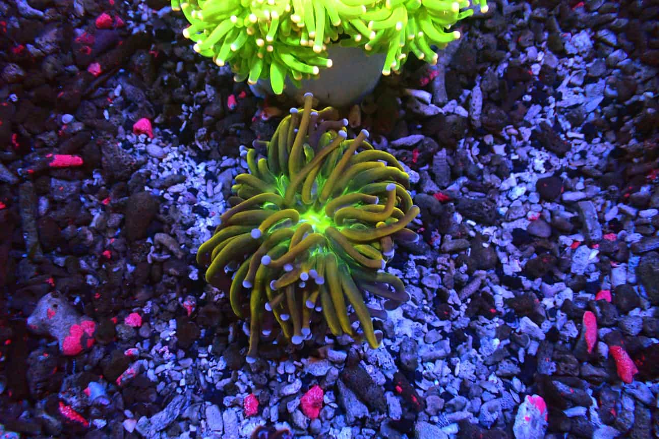 Gold Torch/ Green Center