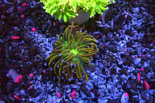 Gold Torch/ Green Center